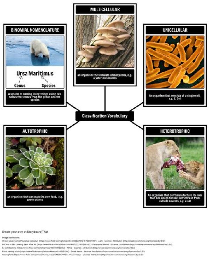 Are all animals multicellular heterotrophs?