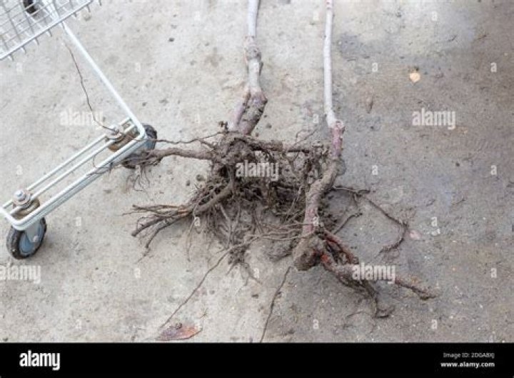 Are cherry tree roots a problem?