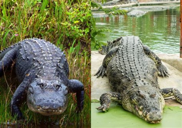 Are Crocodiles more aggressive than alligators?