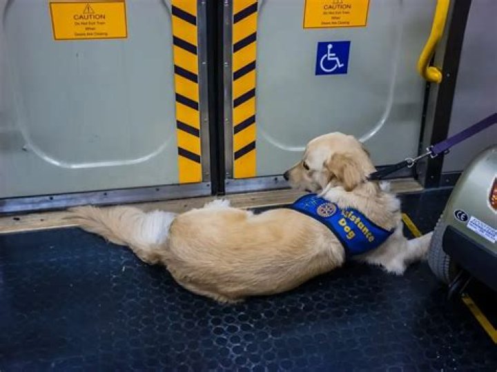 Are dogs allowed on BART?