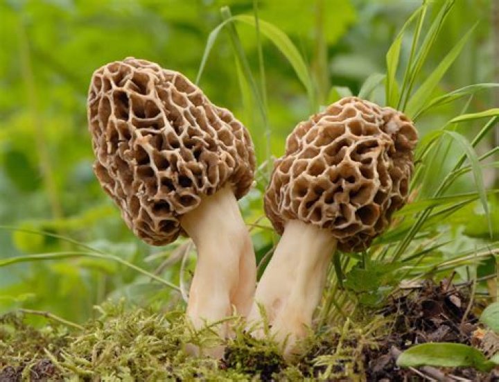 Are early morels edible?