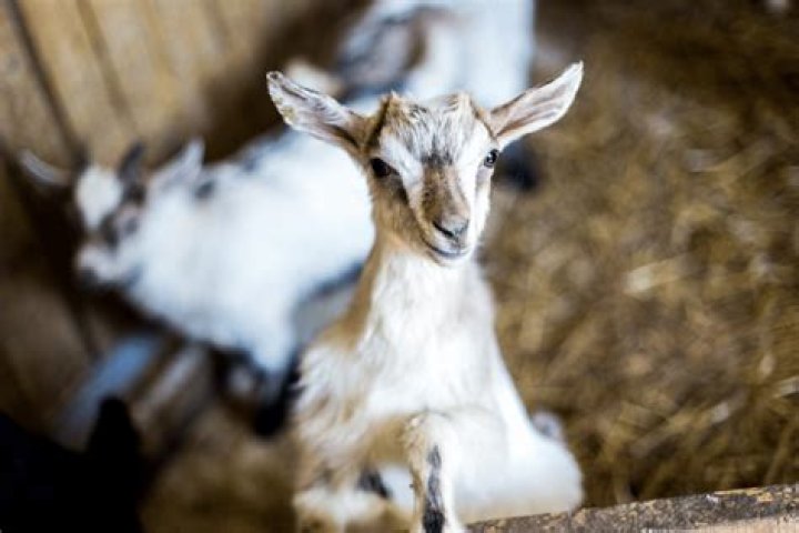 Are male goats aggressive?