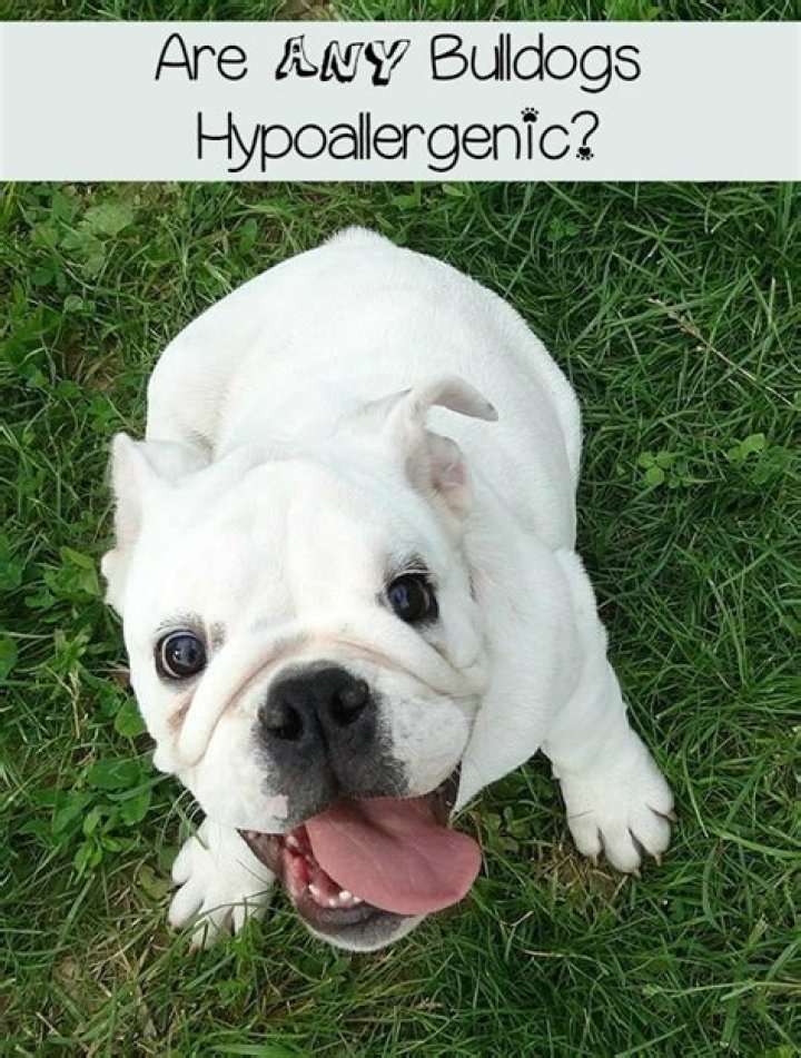 Are Olde English bulldogs hypoallergenic?