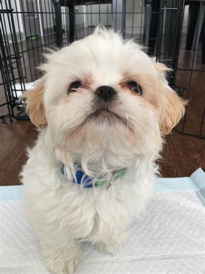 Are Shih Tzus flat faced?