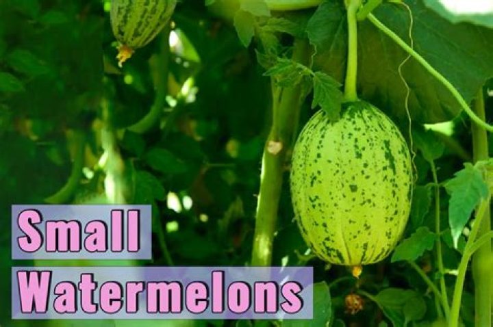 Are small watermelons sweeter? | ContextResponse.com