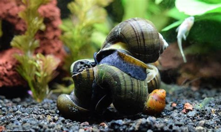 Are snails good for freshwater tanks?