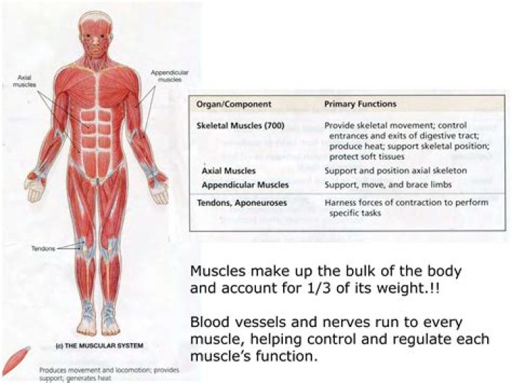 Are tendons a part of the muscular system?