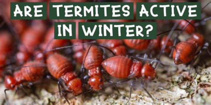 Are termites active in cold weather?