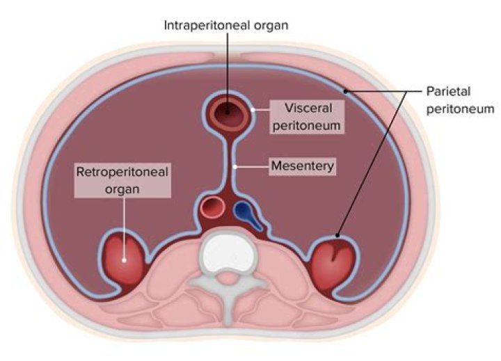 Are the ovaries retroperitoneal? | ContextResponse.com