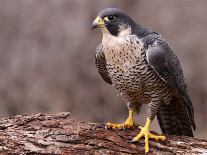 Are there falcons in Utah?