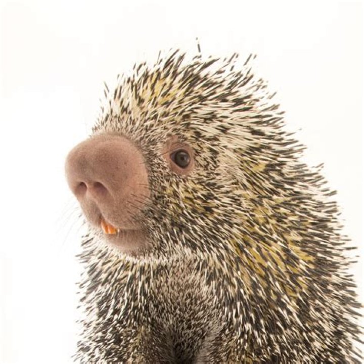 Are there porcupines in China?