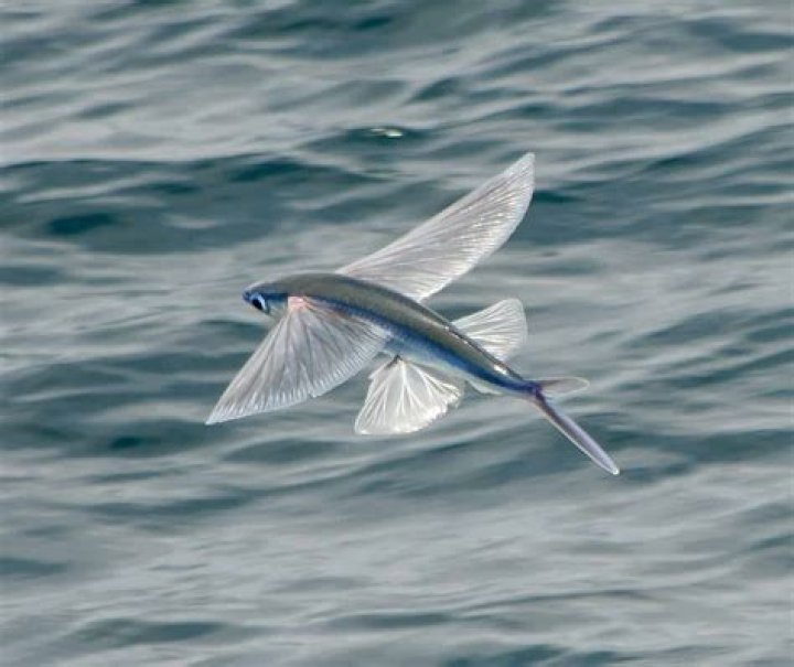 Are there really flying fish?
