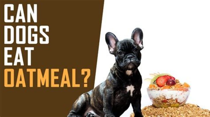 Can a dog eat oatmeal?