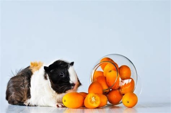 Can a guinea pig eat oranges?