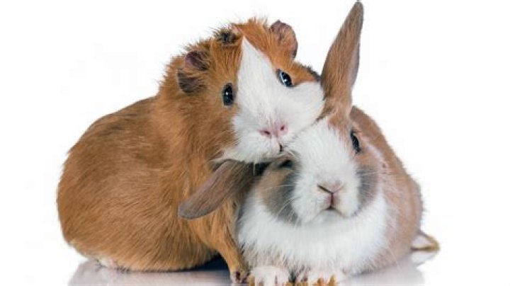 Can a rabbit and guinea pig mate?
