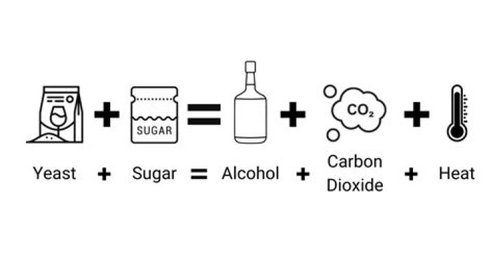 Can bread yeast make alcohol?