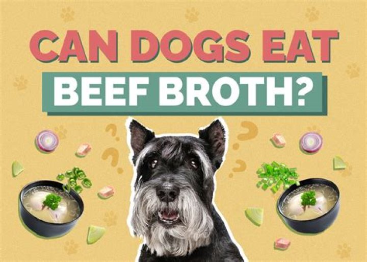 Can dogs eat beef soup?