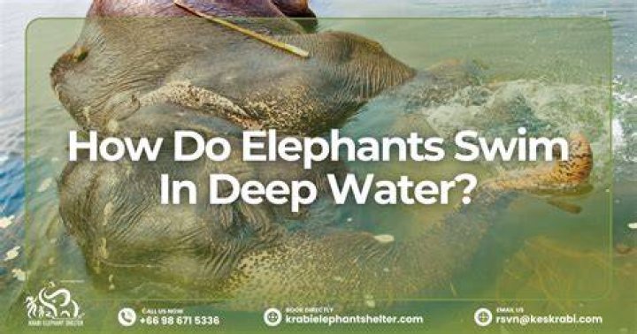 Can elephant swim?
