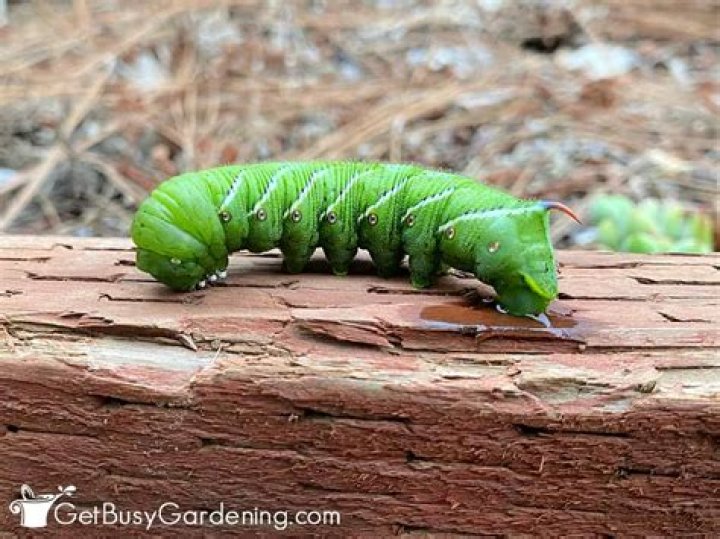 Can Hornworms see? | ContextResponse.com