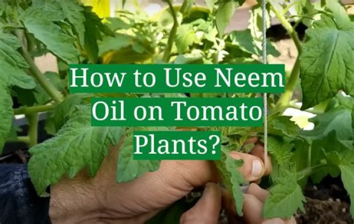Can I use neem oil on tomato plants?