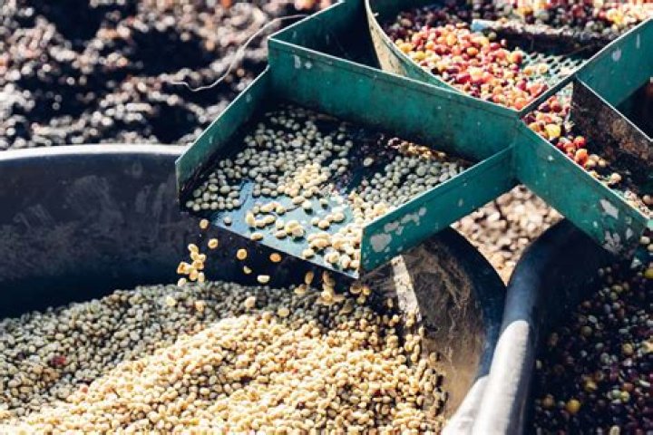 Can I wash coffee beans?