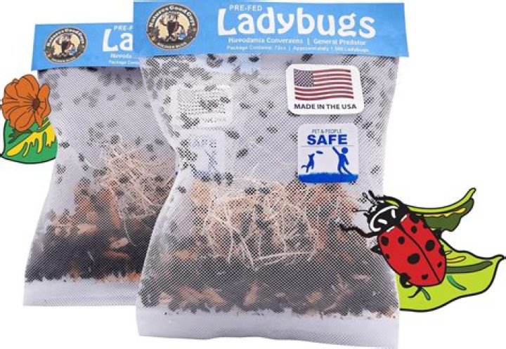 Can you buy live ladybugs?