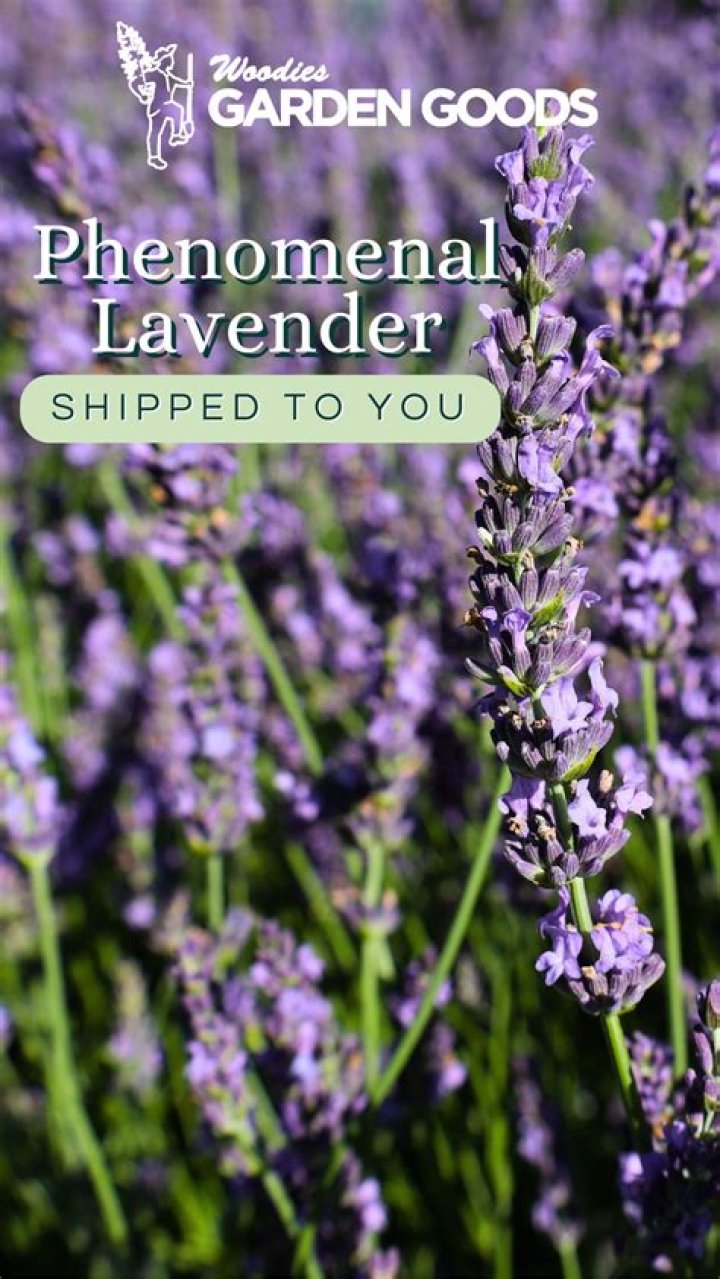 Can you eat phenomenal lavender?