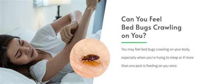 Can you feel a bed bug crawling on you?