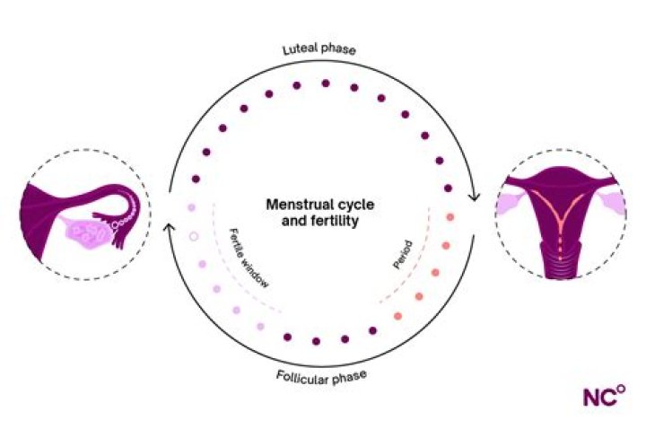Can you get pregnant on non fertile days?