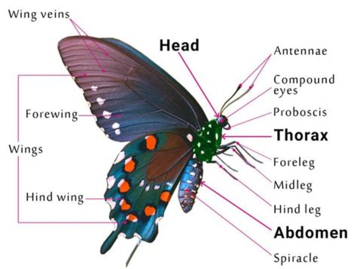 Can you repair a butterfly wing?
