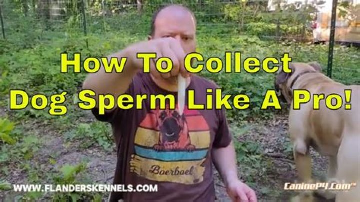 Can you ship dog sperm?