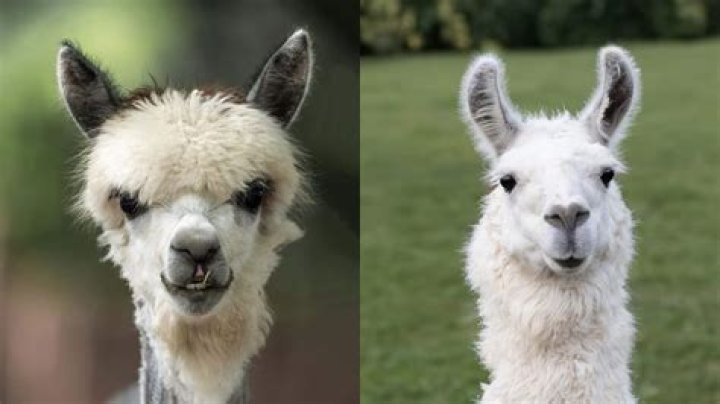 Do alpacas get on with horses?