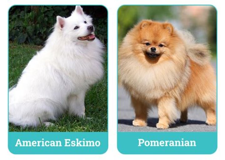 Do American Eskimo dogs smell?