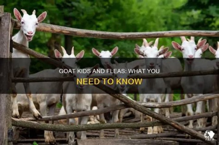 Do baby goats get fleas?