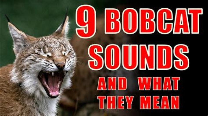 Do Bobcats make a screaming noise?