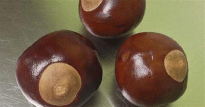 Do Buckeyes bring good luck?