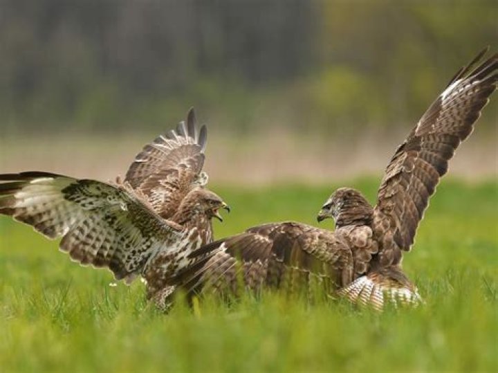 Do buzzards migrate?