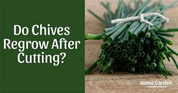 Do chives keep growing after you cut them?