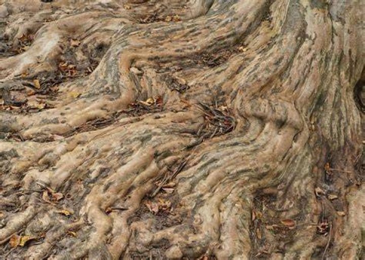 Do crape myrtle trees have invasive roots?