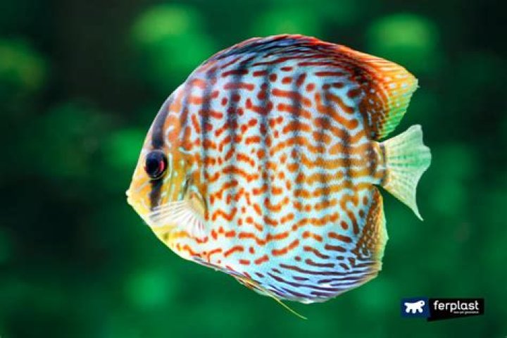 Do discus fish eat their fry?