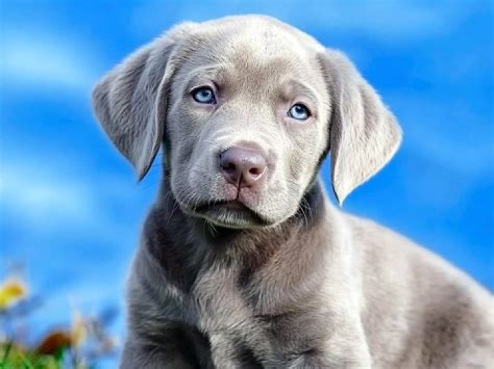 Do Dudley labs have blue eyes?