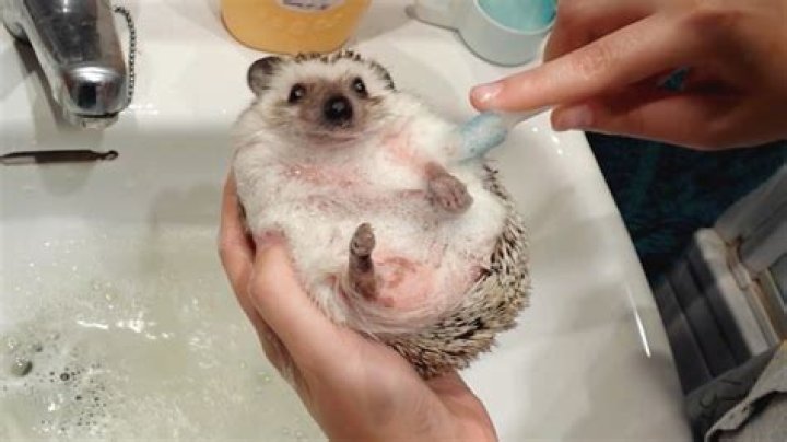 Do hedgehogs like baths?