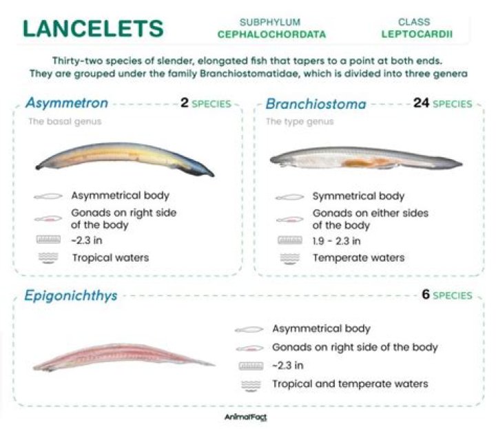 Do Lancelets lay eggs?