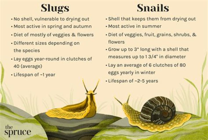 Do slugs and snails drown in water?