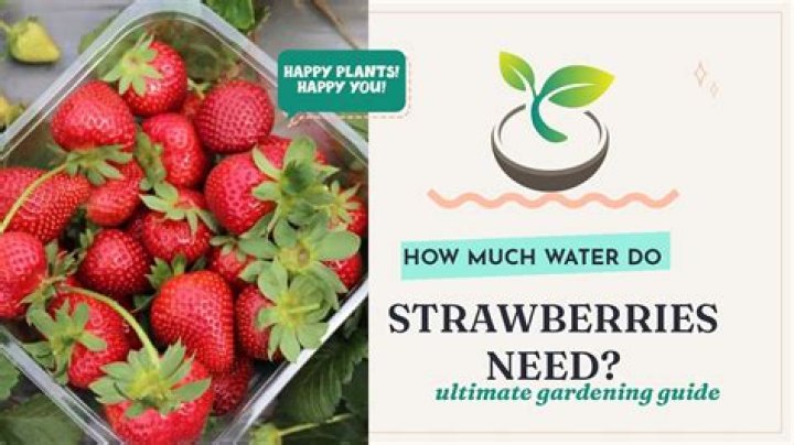 Do strawberries need dormancy? | ContextResponse.com