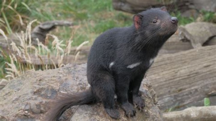 Do Tasmanian devils migrate?