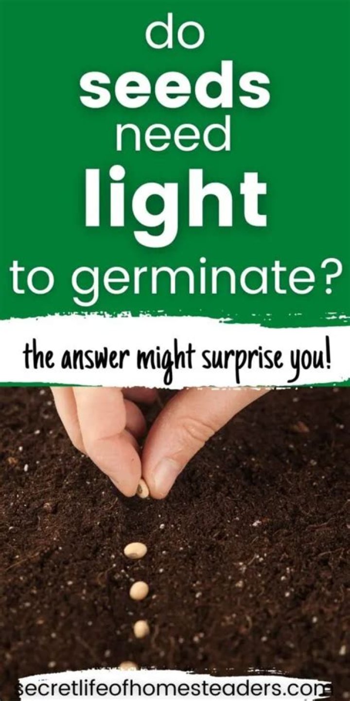 Do vegetable seeds need light to germinate?