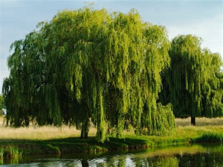 Do willow trees grow in Texas?
