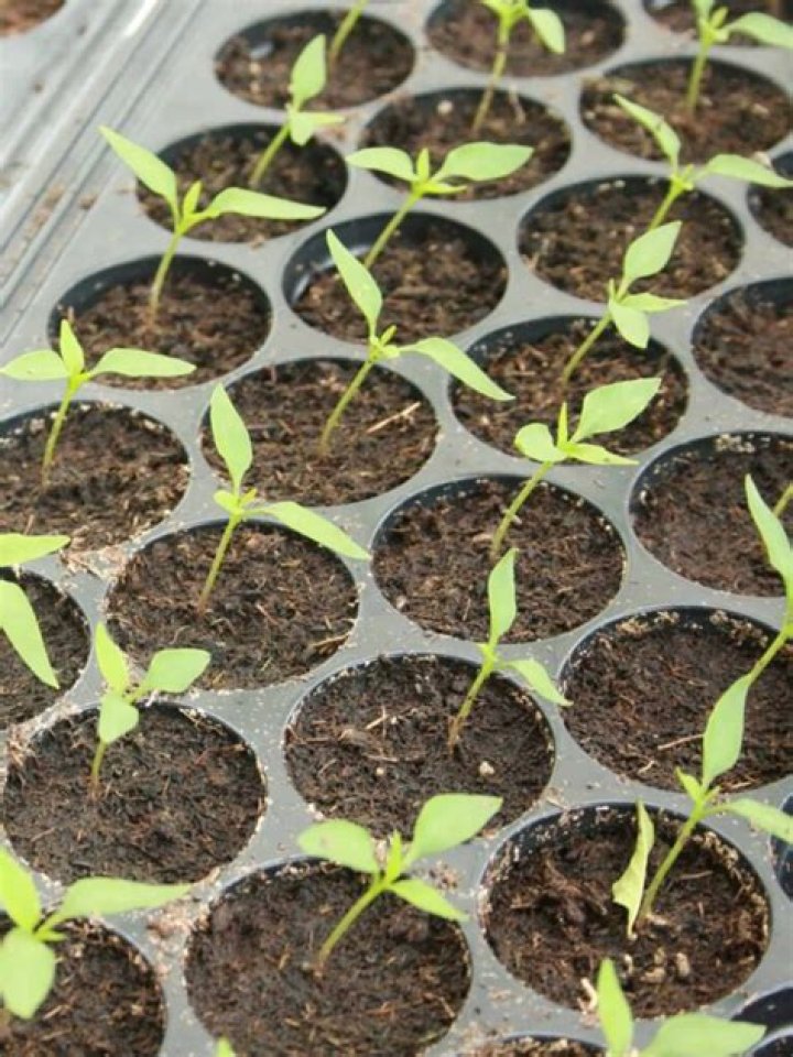 Do you need to dry out pepper seeds before you plant them?
