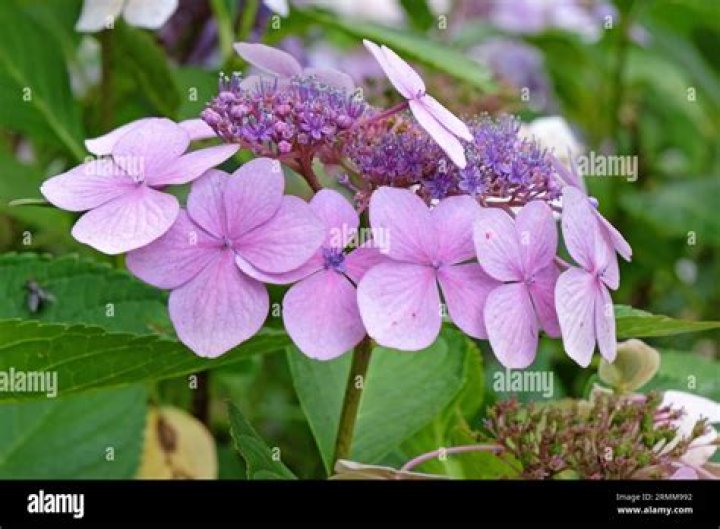 Does a hydrangea bloom all summer?